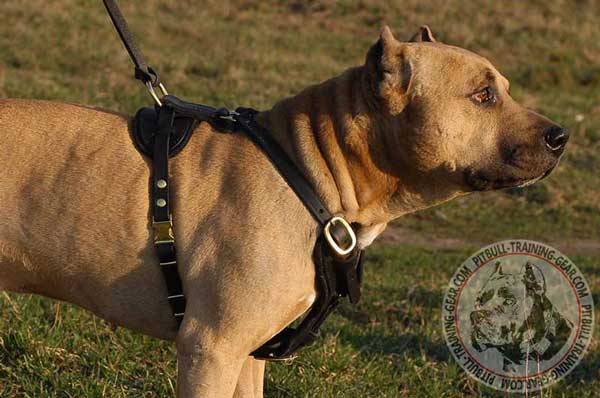 Felt Padded Leather Pitbull Harness for Effective Attack Training
