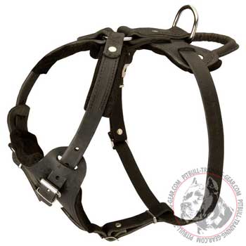 Leather Pit Bull Harness with Handle for Total Control when Training
