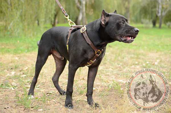 Lightweight Leather Harness for Pit Bull Walking