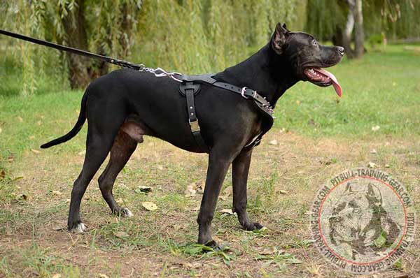 Leather Pit Bull Harness with Long-Wearing Adjustable Straps