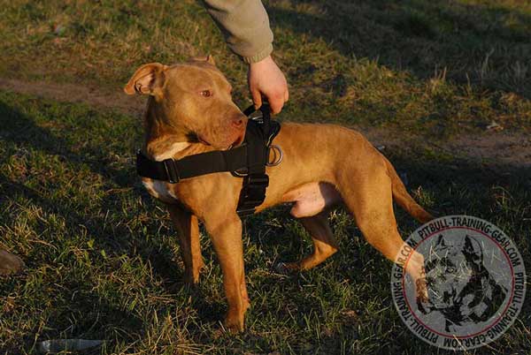 Universal Nylon Pit Bull Harness for Tracking/Pulling Work