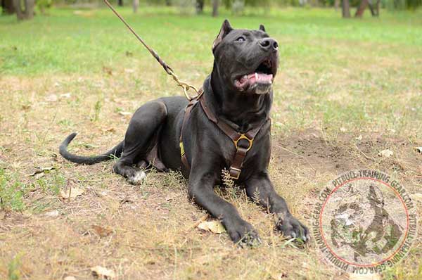 Pit Bull Harness Lightweight for Tracking