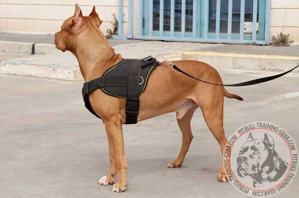 Pit Bull harness for pulling work