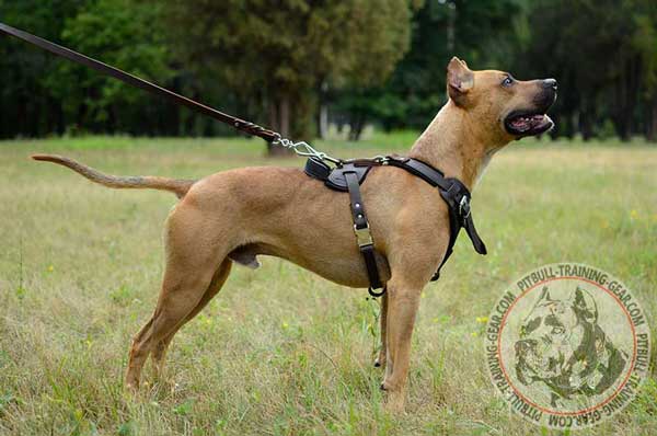 Easy Training Leather Harness for Pitbull