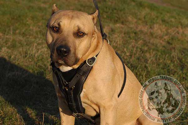 Leather Designer Pitbull Harness