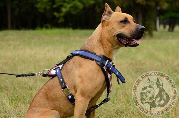 Handmade Walking Leather Pitbull Harness