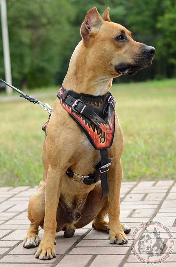 Painted Flames on Leather Harness for Pitbull