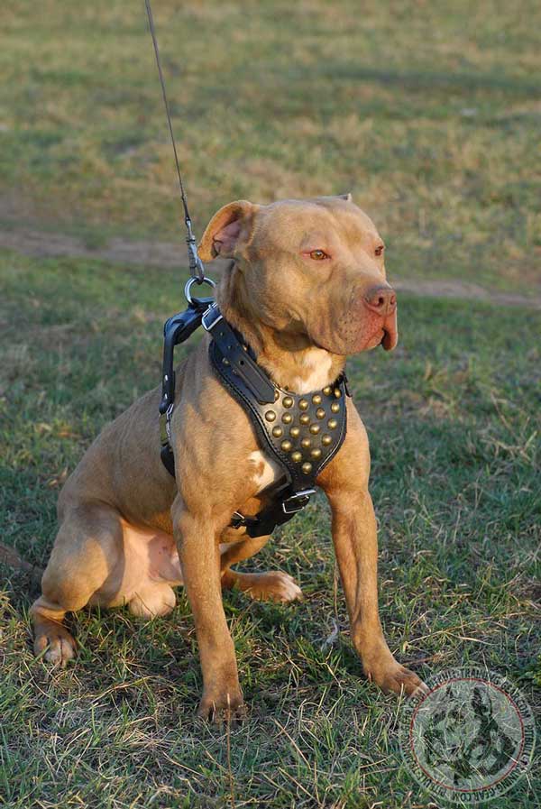 Studded Leather Pitbull Harness Padded with Natural Felt