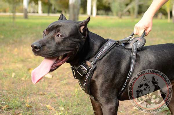 Walking Leather Pitbull Harness with Strong Handle