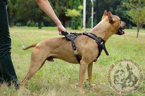 Strong Handle on Leather Attack/Agitation Harness for Pitbull