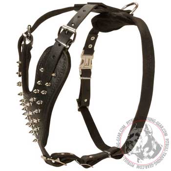 Spiked Leather Harness for Pitbull fitted with Nickel Hardware