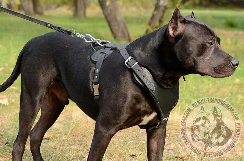 Get Adjustable Padded Leather Pit Bull Harness Training Gear
