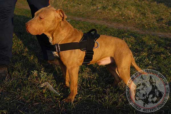 Handcrafted Light-Weight Training Nylon Harness for Pitbull