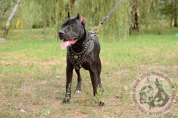 Designer Pitbull harness decorated with studs and brooch