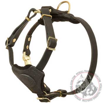 Leather Pitbull harness for puppy training