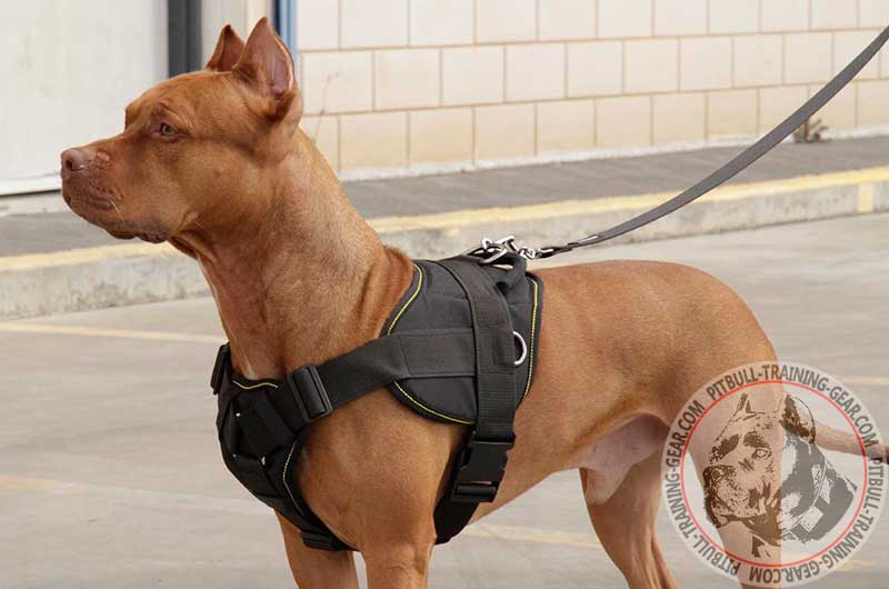 dog harnesses for pitbulls