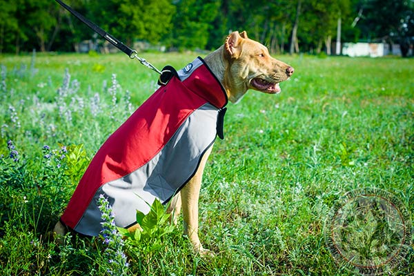 Pitbull nylon harness with reliable quick release buckle for daily walks