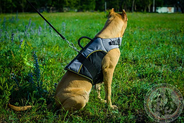 Pitbull nylon harness snugly fitted with d-ring for leash attachment for walking