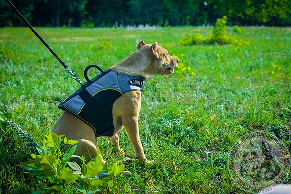 Pitbull nylon harness adjustable  with quick release buckle for daily activity