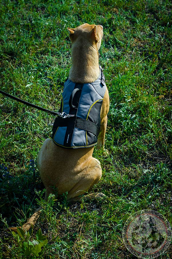 Pitbull nylon harness with strong nickel plated fittings for walking