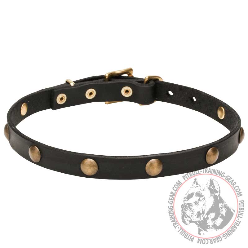 'Elegant Beauty' Pitbull Dog Collar with Brass Plated Circles - 4/5 inch (20 mm) Wide - Click Image to Close