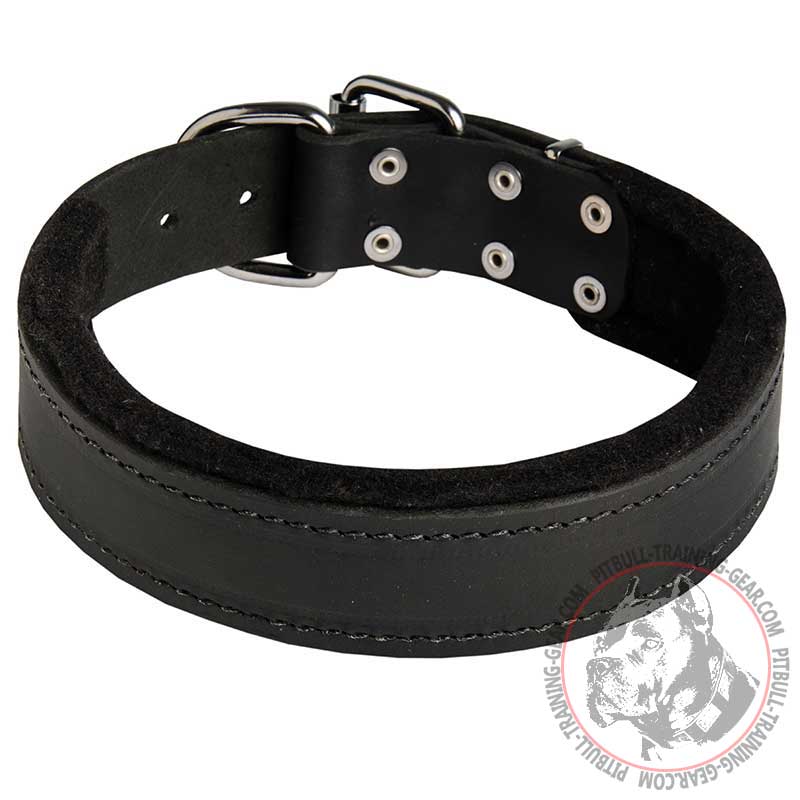 Practicable Padded Leather Pitbull Collar for Effective Training