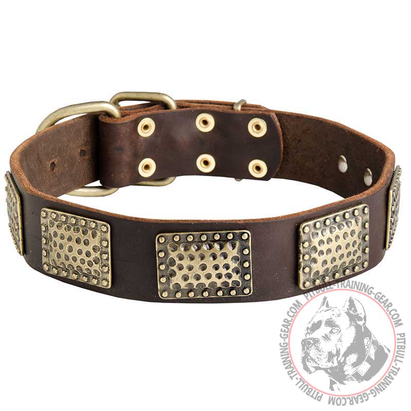 Walking Leather Pitbull Collar with Vintage Brass Plates