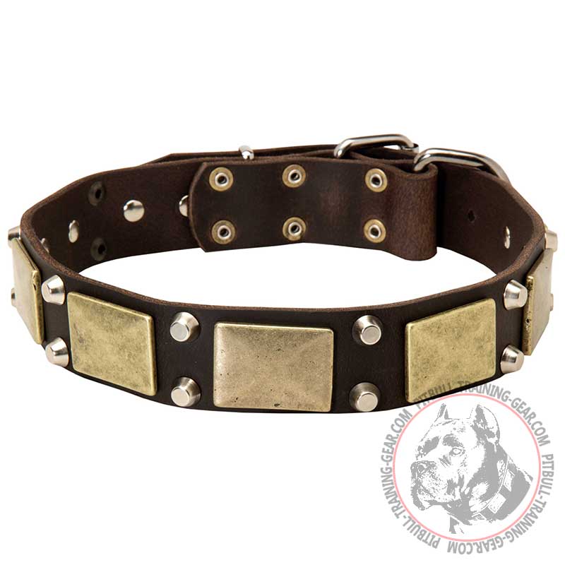 Leather Pitbull Collar Decorated with Brass Massive Plates and Nickel Pyramids