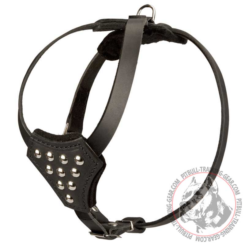Padded Leather Pitbull Puppy Harness for Walking and Training - Click Image to Close