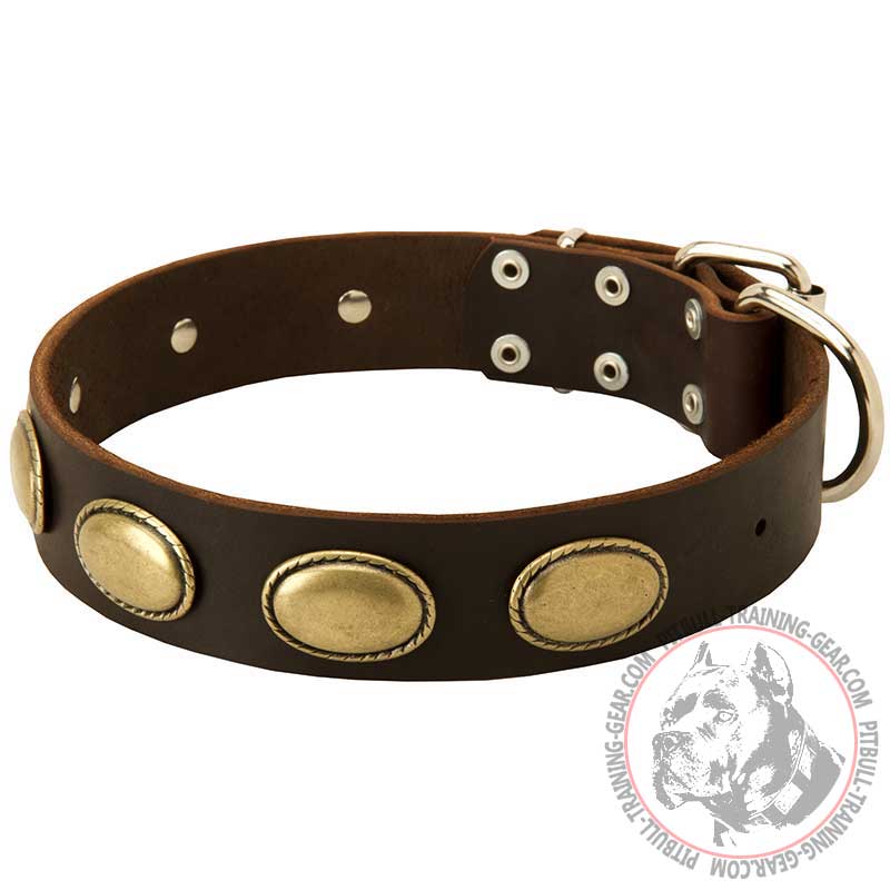 Exclusive Leather Pitbull Collar with Oval Plates