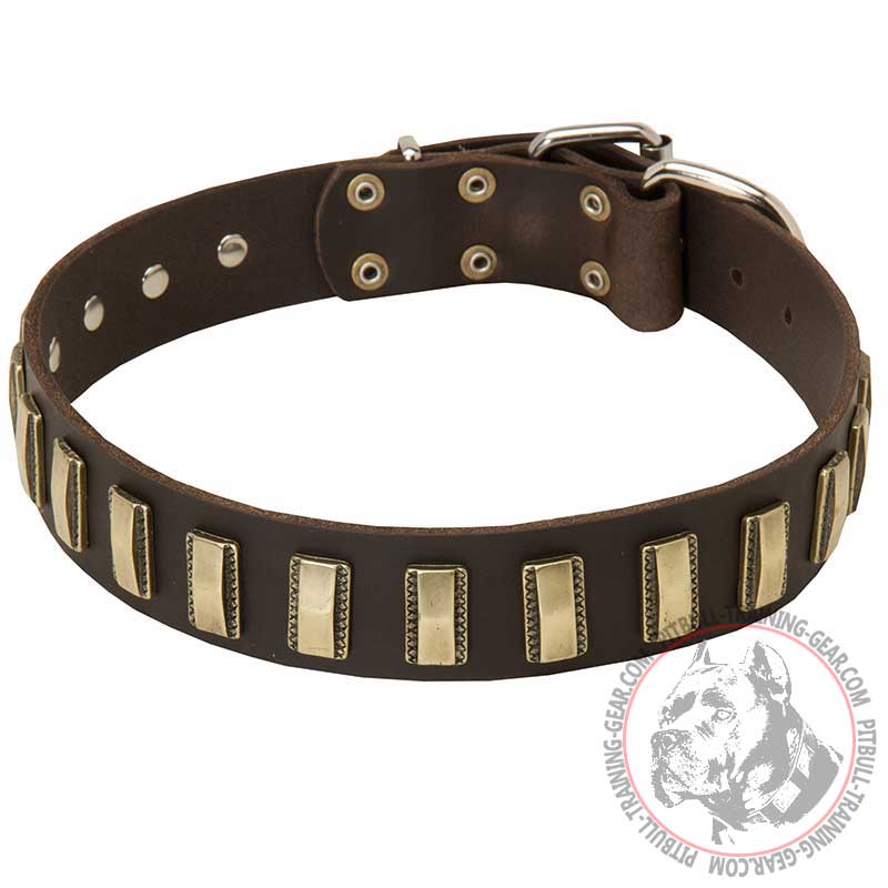 Designer Leather Pibull Collar Decorated with Small Brass Plates