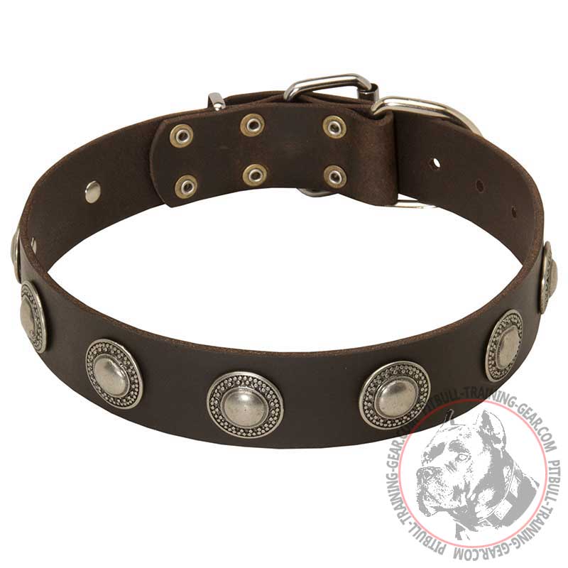 Original Wide Leather Pit Bull Collar With Silver Color Conchos