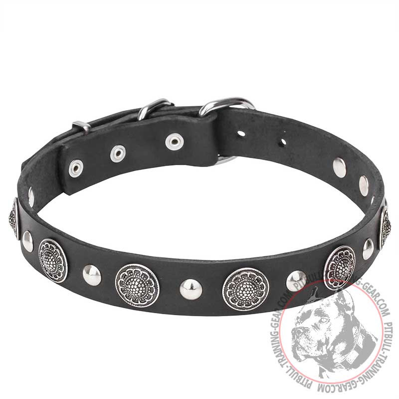 "Shiny Charm" 1 1/5 inch (30 mm) wide Pit Bull Dog Collar with Chrome Conchos and Half-Ball Studs