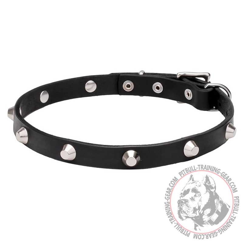 "Beauty & Elegance" Pit Bull Dog Collar with Shiny Cones 3/4 inch (20 mm) wide