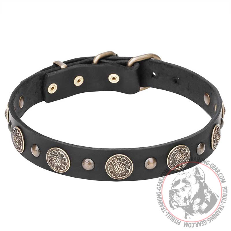 "Magic Necklace" Pit Bull Dog Collar Decorated with Brass Round Plates - 1 1/5 inch (30 mm) wide