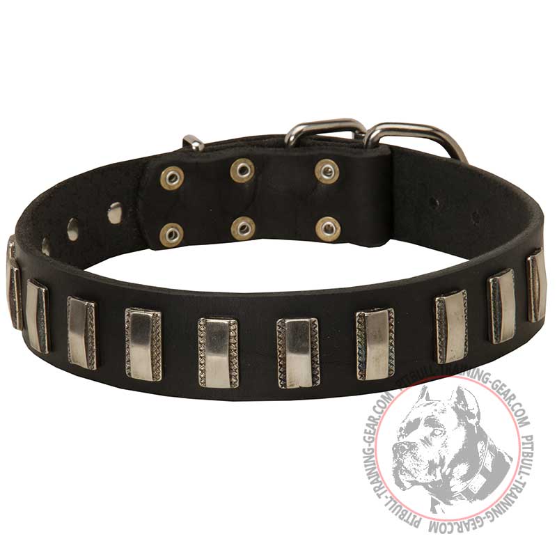 Classy Leather Pitbull Collar with Vertical Nickel Plates