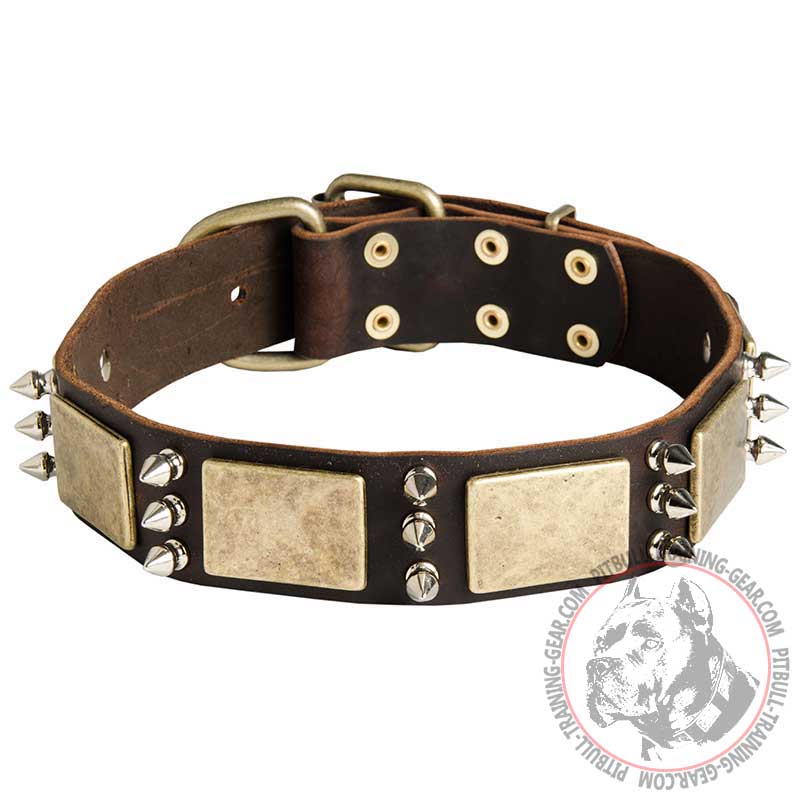 Designer Leather Pitbull Collar with Massive Brass Plates and Nickel Spikes