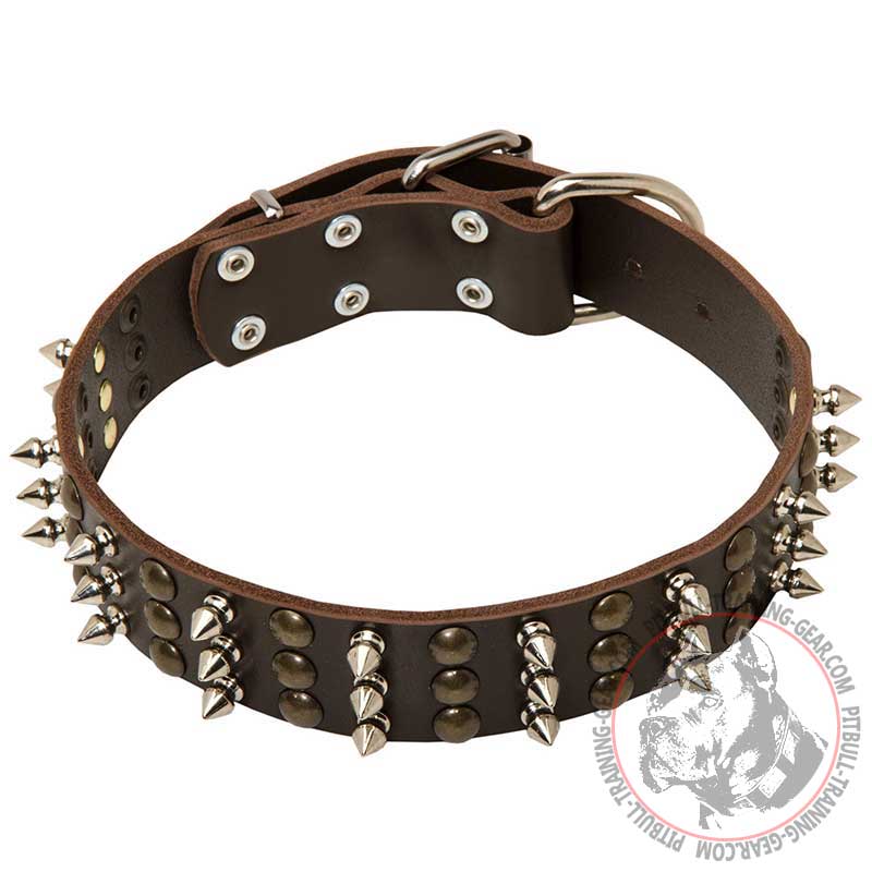 Fashionable Leather Pitbull Collar with Brass Studs and Nickel Spikes