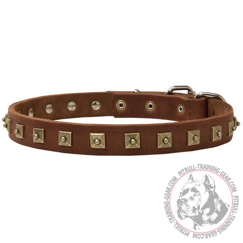 Designer Leather Pitbull Collar with Fancy Brass Studs
