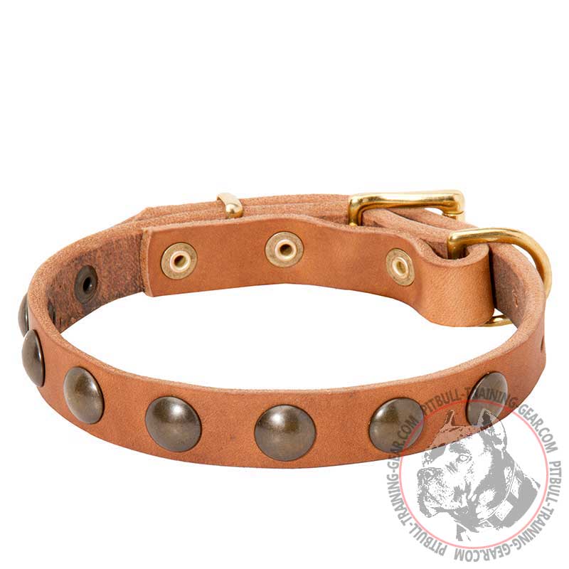 Stylish Leather Pitbull Collar with Half-Ball Brass Studs