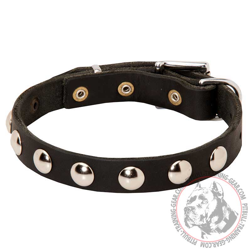 Everyday Walking Leather Pitbull Collar with Nickel Studs