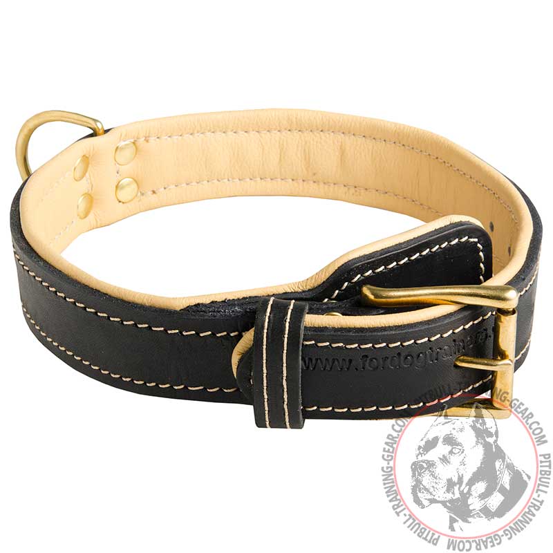 Royal Nappa Padded Hand Made Leather Pitbull Collar