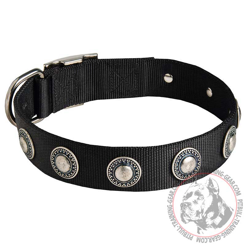 Strong Nylon Pitbull Collar Adorned with Silver-Like Conchos