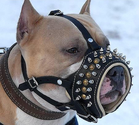 Pitbull Muzzle Leather Spiked Soft Nappa Padded Durable Leather Pitbull Muzzle Spiked Padded with Soft Nappa