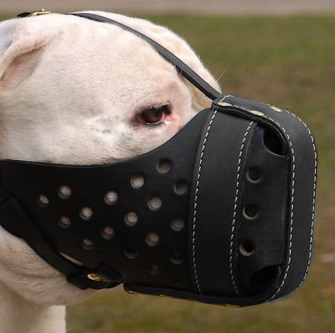 dog muzzle