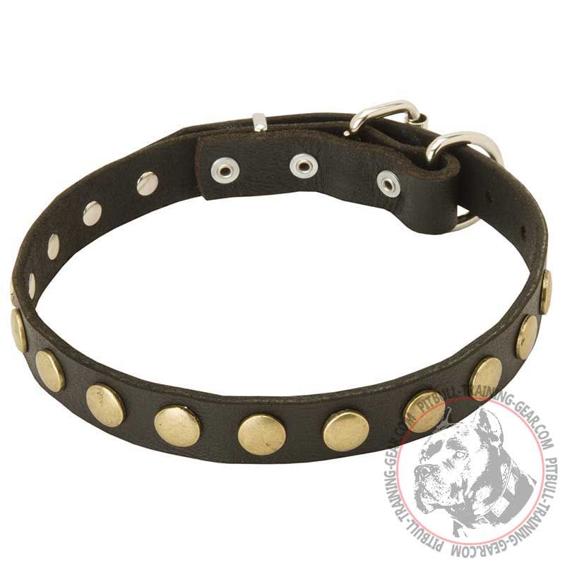 Unique Leather Pitbull Collar With Brass Circles