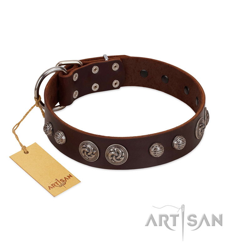 "Choco Brownie" FDT Artisan Brown Leather Pitbull Collar Adorned with Silver-Like Conchos