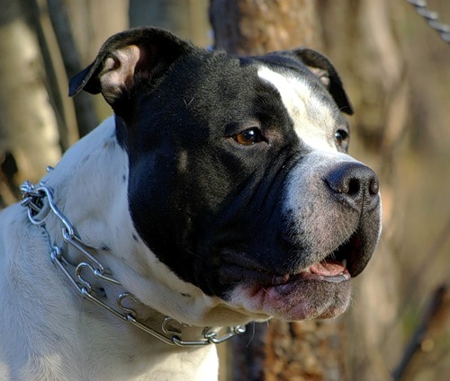 Buy Stainless Steel Dog Pinch Collar Amstaff Training