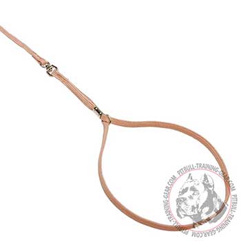 Pitbull Leash and Collar Equipped with Nickel Plated Fittings