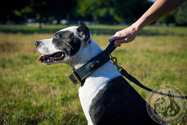 Pitbull leather leash of classic design with brass plated hardware for safe walking